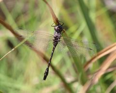 Gomphaeschna antilope