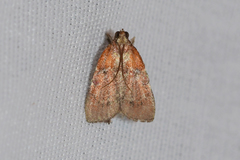 Galasa nigrinodis