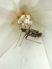 Closterocoris amoenus