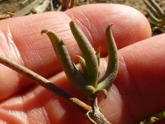 Lampranthus spiniformis