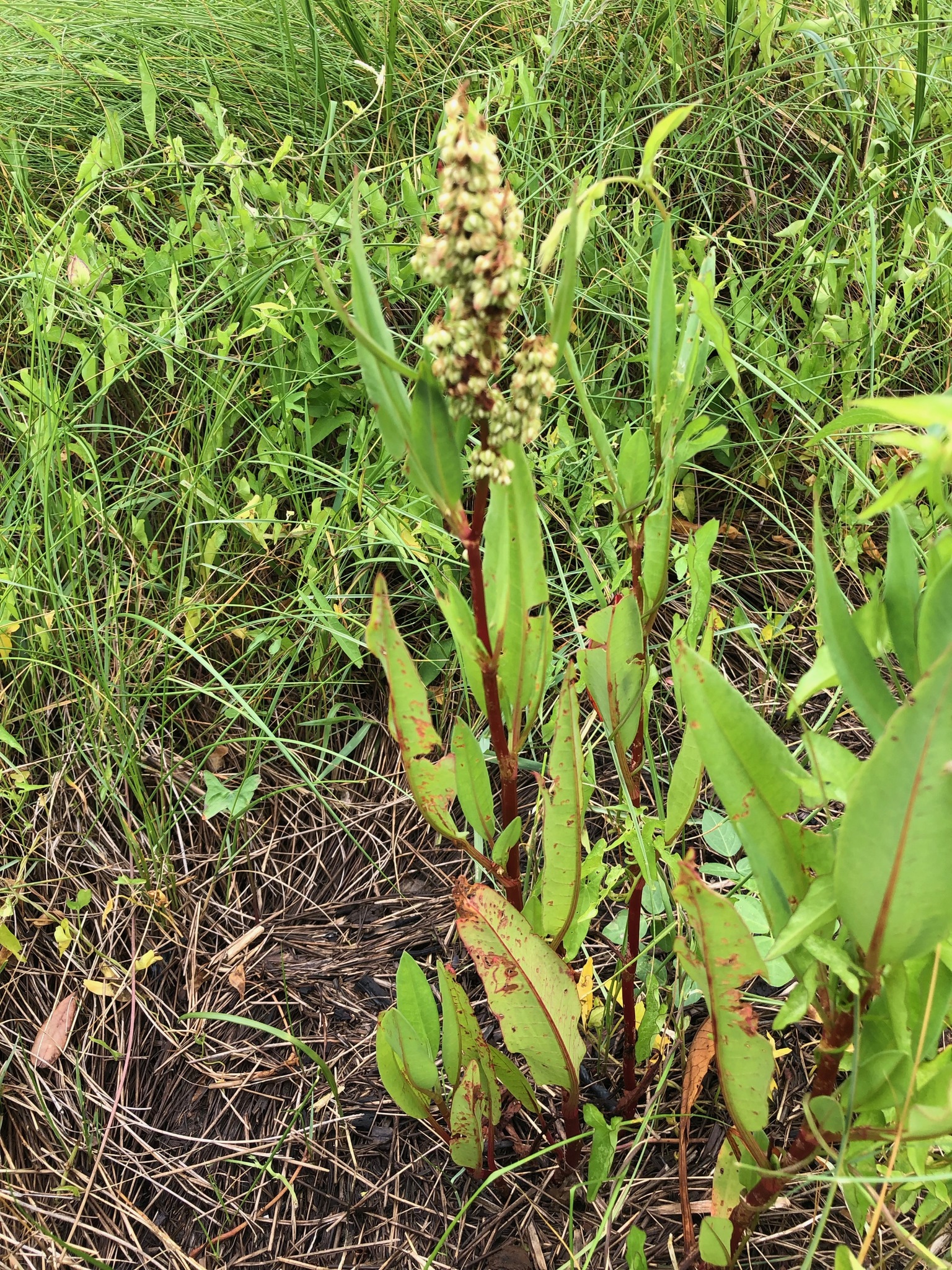 Rumex floridanus