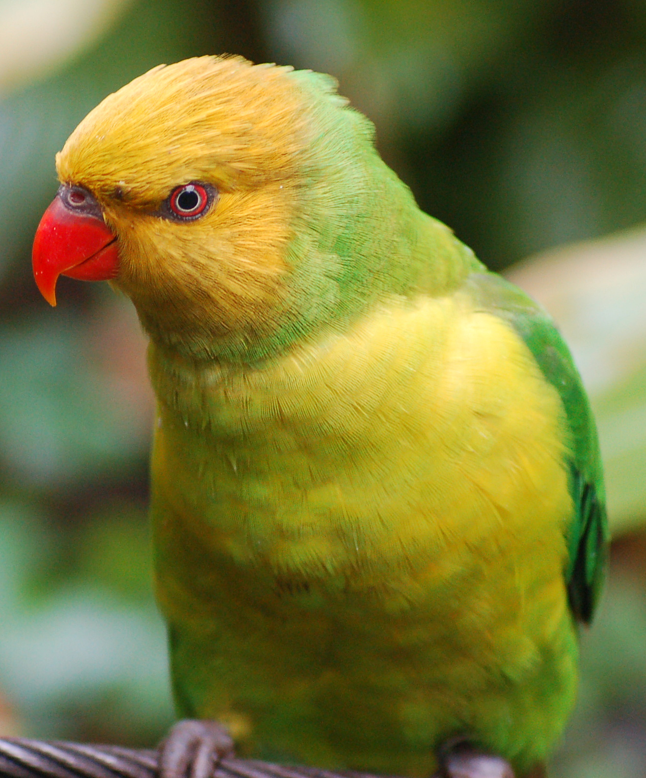 Olive-headed Lorikeet illustration
