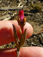 Lampranthus spiniformis