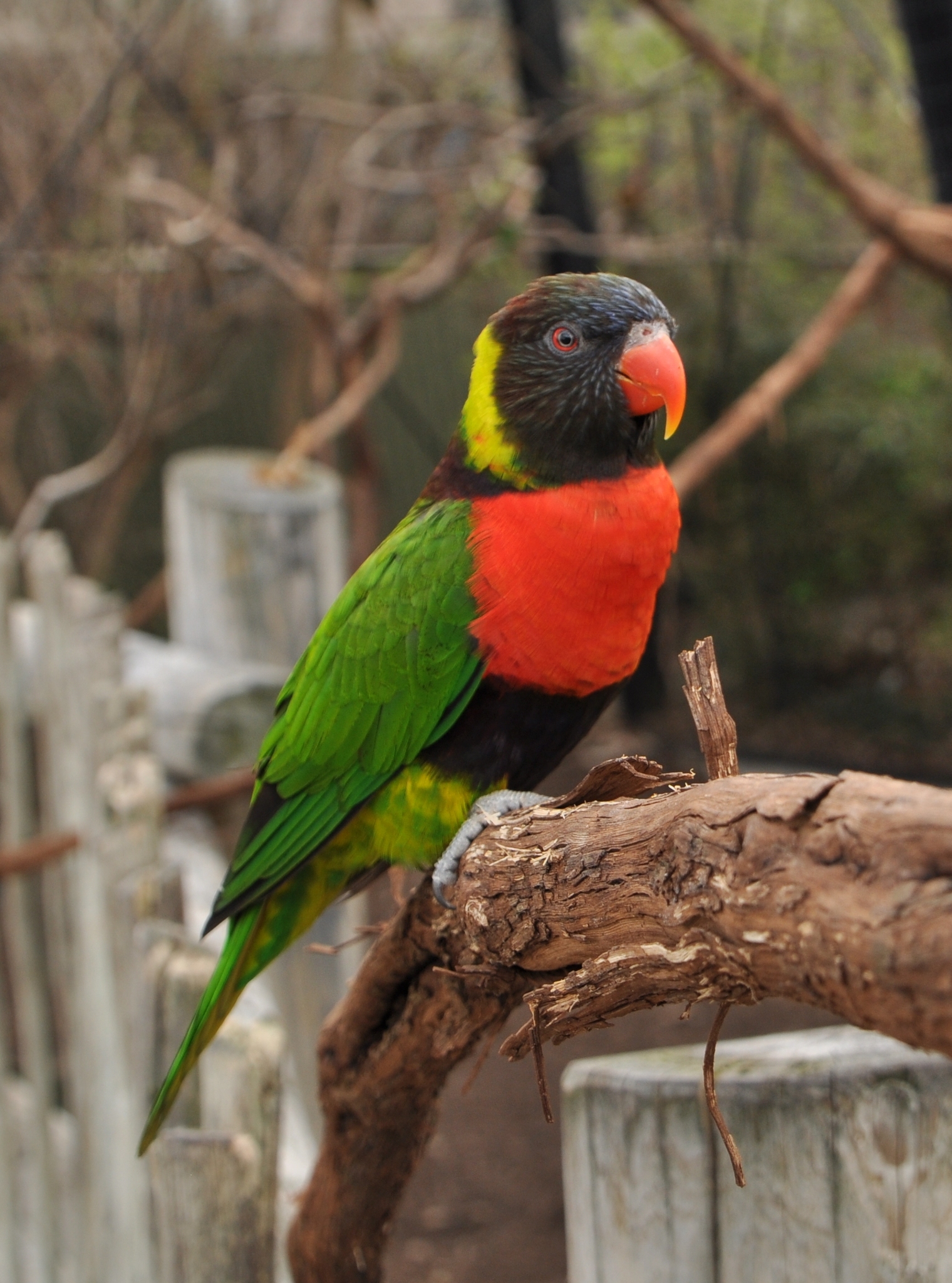 Sunset Lorikeet illustration