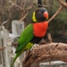 Sunset Lorikeet - Photo (c) Ted, some rights reserved (CC BY-SA)