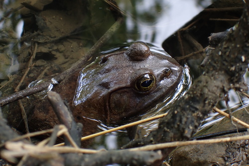 American Bullfrog photographed in Ohio