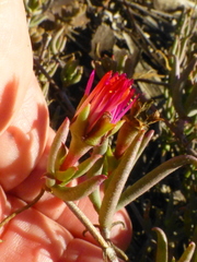 Lampranthus spiniformis