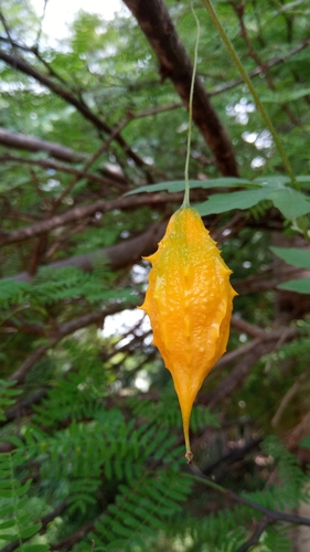 Momordica charantia charantia