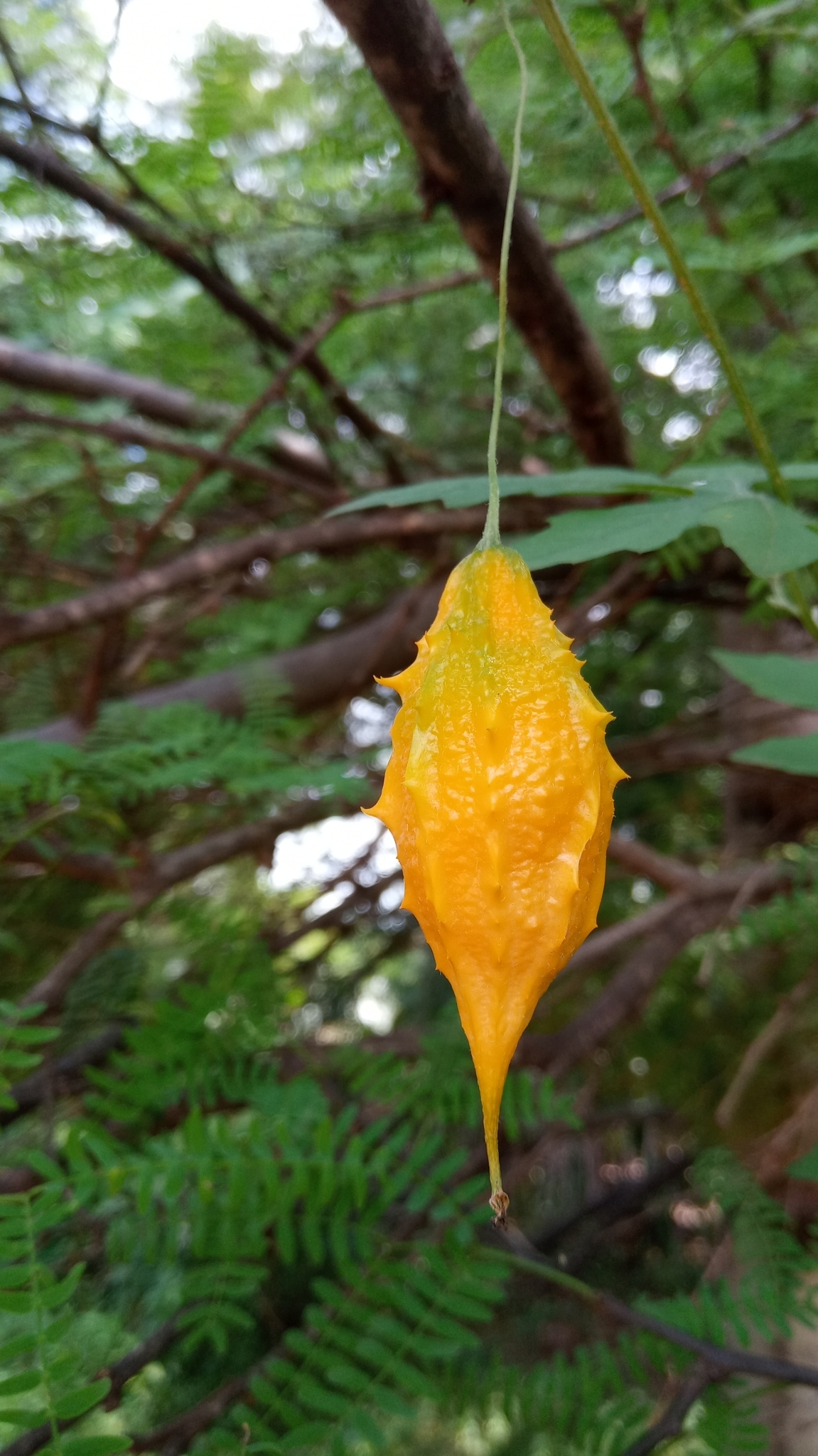 Momordica charantia