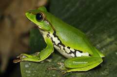 Burmese Gliding Treefrog photo 2