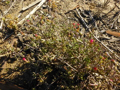 Lampranthus spiniformis