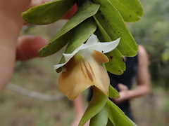 Dendrobium ellipsophyllum
