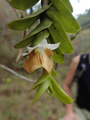 Dendrobium ellipsophyllum