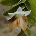 Distichophyllum - Photo 由 Nolan Exe 所上傳的 (c) Nolan Exe，保留部份權利CC BY