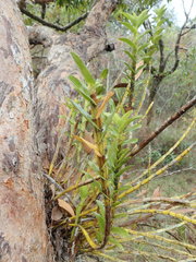 Dendrobium ellipsophyllum