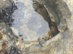 Anthopleura xanthogrammica