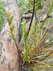 Dendrobium ellipsophyllum