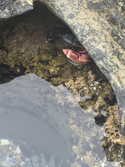 Anthopleura xanthogrammica