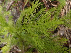 Dacrydium