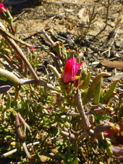 Lampranthus spiniformis