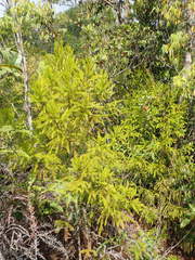 Dacrydium