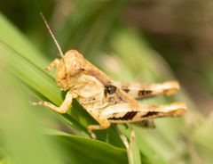 Melanoplus ponderosus