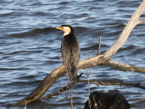 Observations by sh3lli3 · iNaturalist Australia