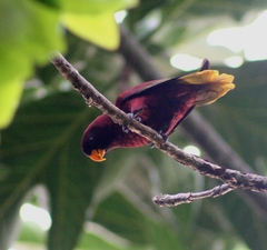 Pohnpei Lorikeet photo 2