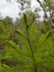 Dacrydium