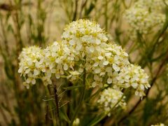 Lepidium montanum