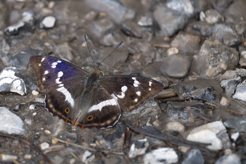 Purple Emperor, Eys, Nederland, photo 9 of 10