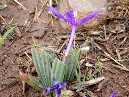 Image of Babiana cuneata by (c) Dave U, some rights reserved (CC BY-SA)