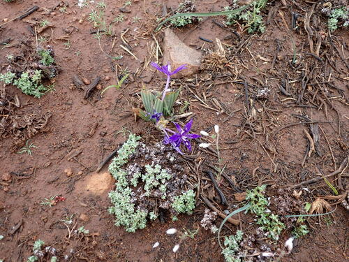 Babiana praemorsa