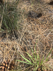 Dysphania graveolens