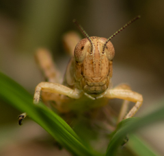 Melanoplus ponderosus