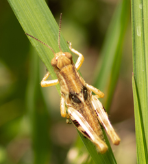 Melanoplus ponderosus