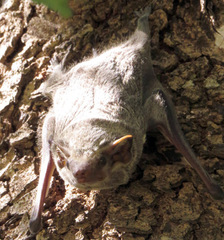 Taphozous mauritianus