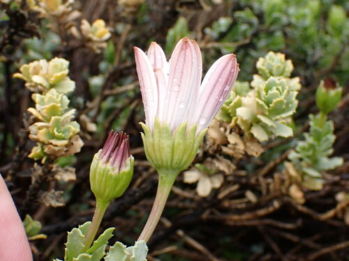 Dimorphotheca cuneata, photograph 6