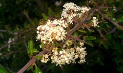 Ceanothus buxifolius