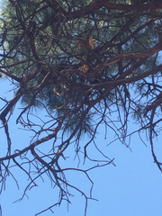 Arceuthobium vaginatum cryptopodum