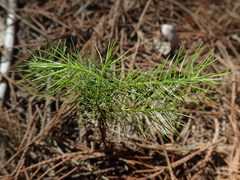 Dacrydium elatum