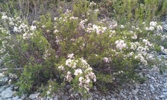 Ceanothus buxifolius