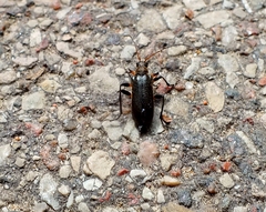 Cortodera femorata