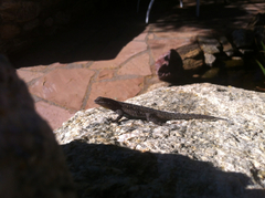 Urosaurus ornatus schottii