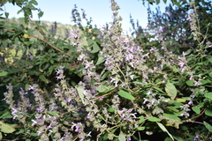 Salvia melissodora