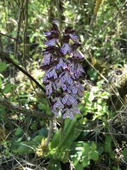 Orchis purpurea
