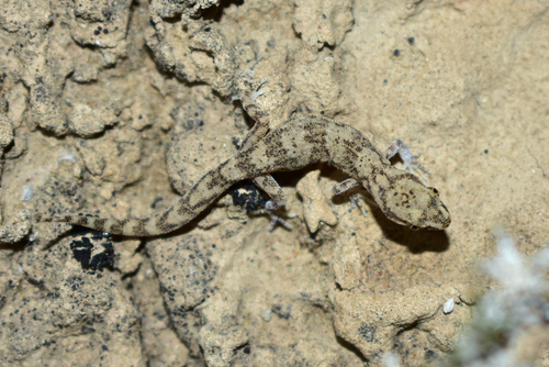 Kaspischer Even-fingered Gecko, Alsophylax pipiens