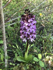 Orchis purpurea