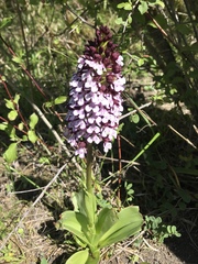 Orchis purpurea