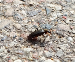 Cortodera femorata